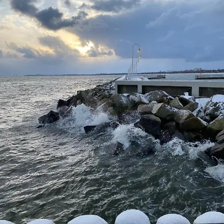 Seaview Octopus سوبوت